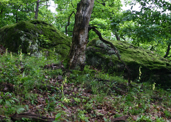 Felsstandorte - © Emanuel Trummer